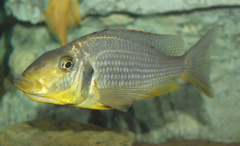 Taeniolethrinops furcicauda 'Malopa'